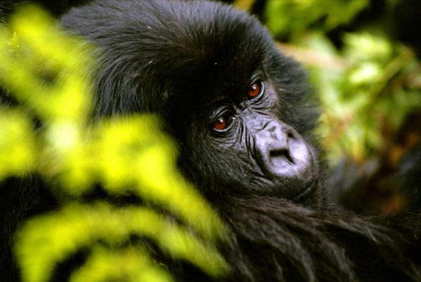 Rwanda: Gorilla spotting in Volcano National Park  